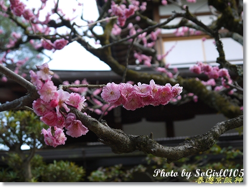 春遊京阪神