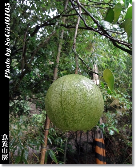 食養山房