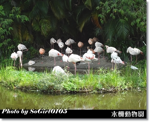 木柵動物園