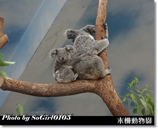 木柵動物園 木柵動物園