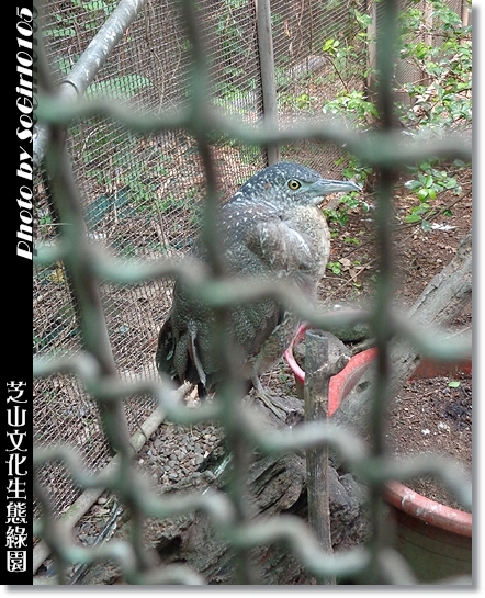 芝山文化生態綠園