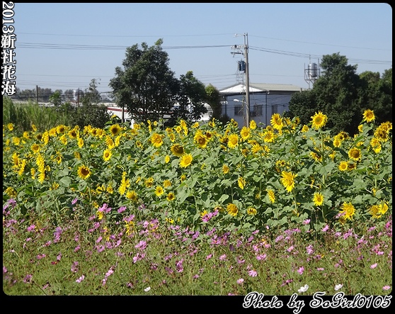 2013新社花海