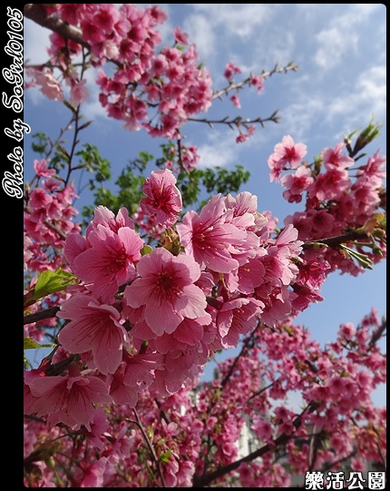樂活公園 樂活公園
