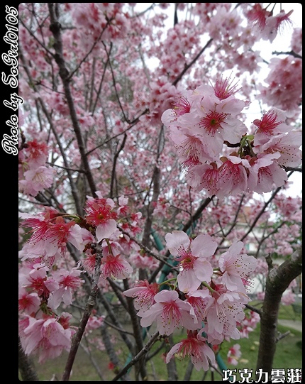 巧克力雲莊