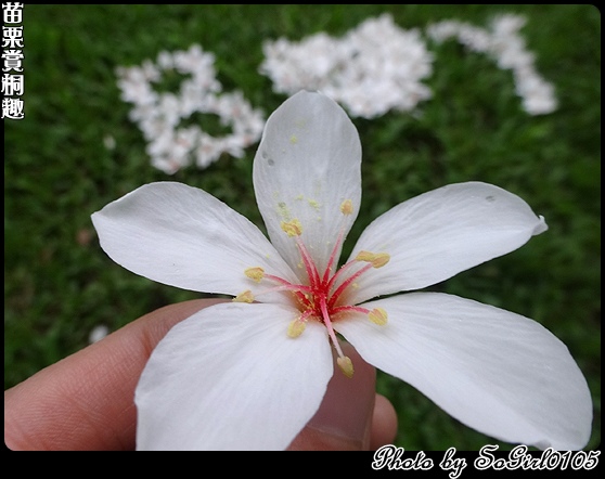 苗栗賞桐趣 苗栗賞桐趣