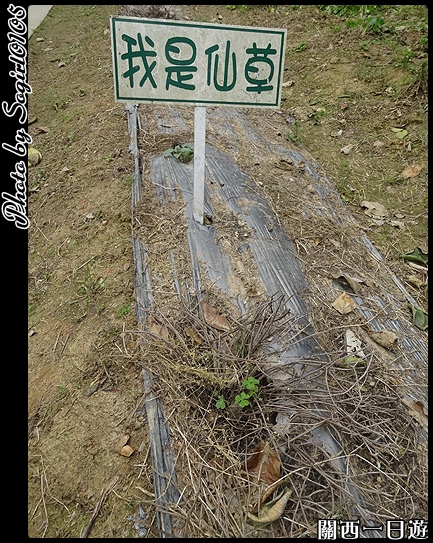 關西一日遊