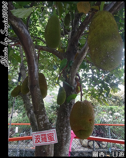 關西一日遊