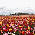 Woodburn Tulip Farm