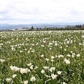 Woodburn Tulip Farm