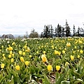 Woodburn Tulip Farm