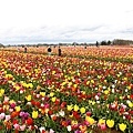 Woodburn Tulip Farm