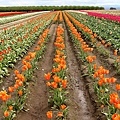 Woodburn Tulip Farm