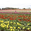 Woodburn Tulip Farm