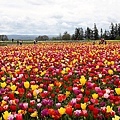 Woodburn Tulip Farm