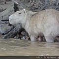 Capybara (4).JPG