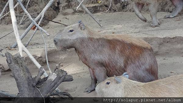 Capybara (11) - Copy.JPG