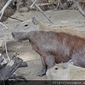 Capybara (11) - Copy.JPG