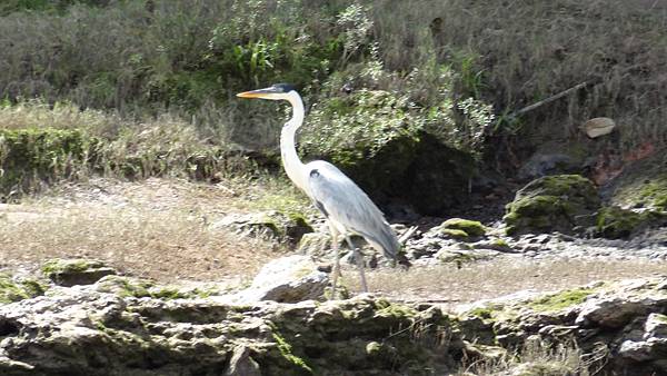 From the Lodge to PM Great White Egret (4)