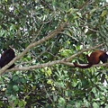 Red Howler Monkeys (2)