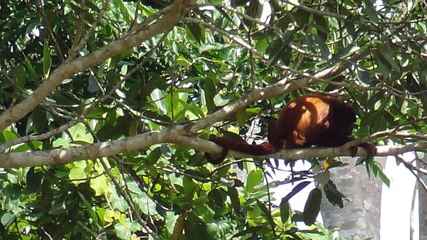 Red Howler Monkeys (4)