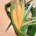 Corn