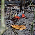 Trail - Crabs (5)