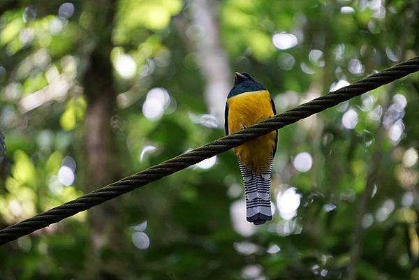 Hanging bridges (9)