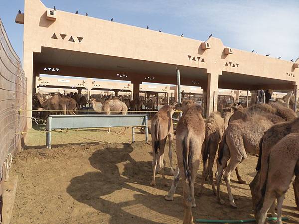 Al Ain Central Market (18).JPG