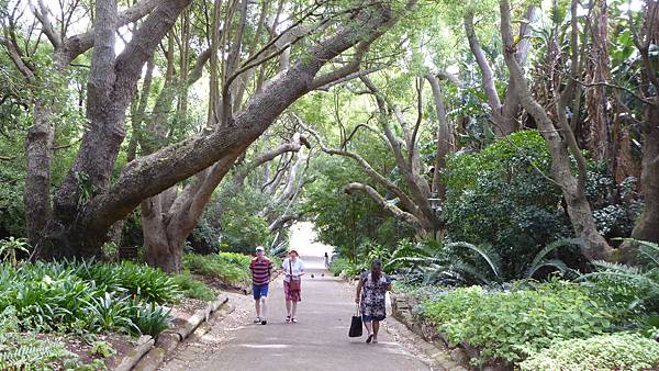 Kirstenbosch  National Bontanical Gardens (33).JPG