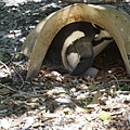 Penguin Colony  breeding (4).JPG