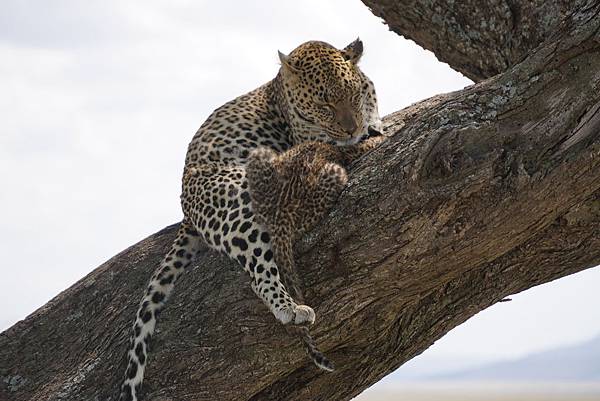  African leopard (7).JPG