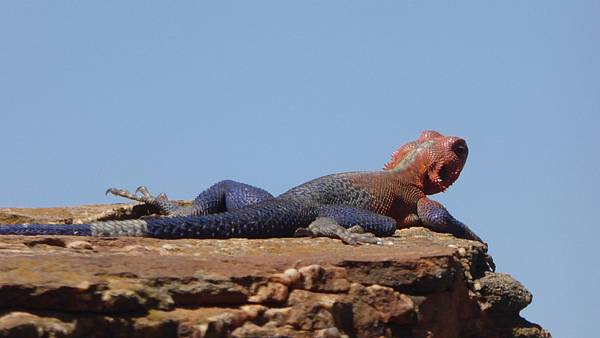 red-headed rock agama (1).JPG