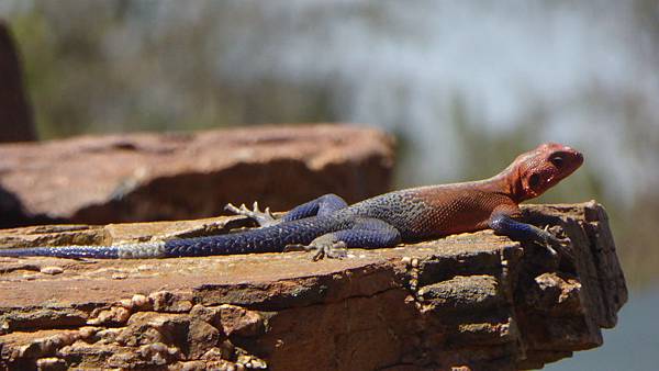 red-headed rock agama (3).JPG