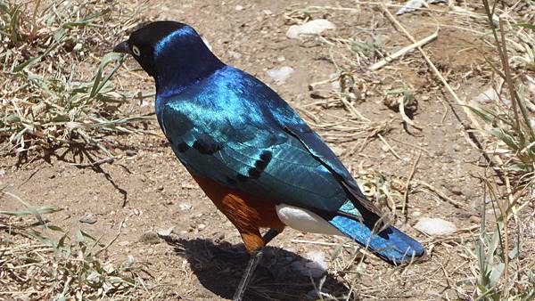 Superb starling (4).JPG