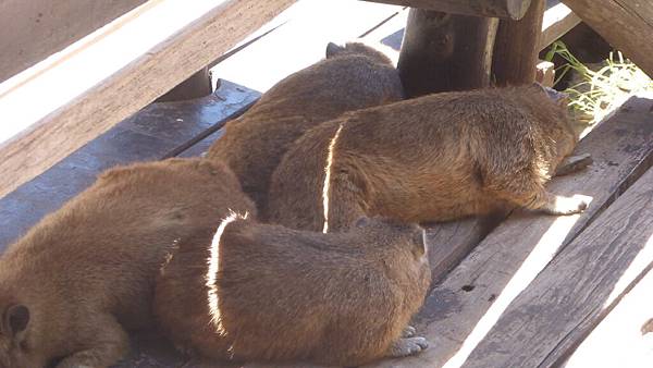 Trail-Rock hyrax (1).JPG