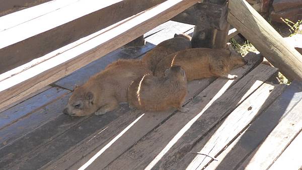 Trail-Rock hyrax (2).JPG