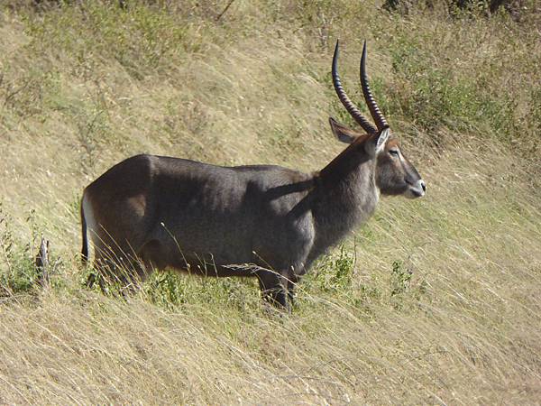 Waterbuck (1).JPG