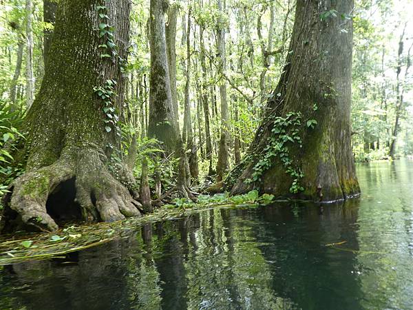 Ichetucknee Springs State Park (36).JPG