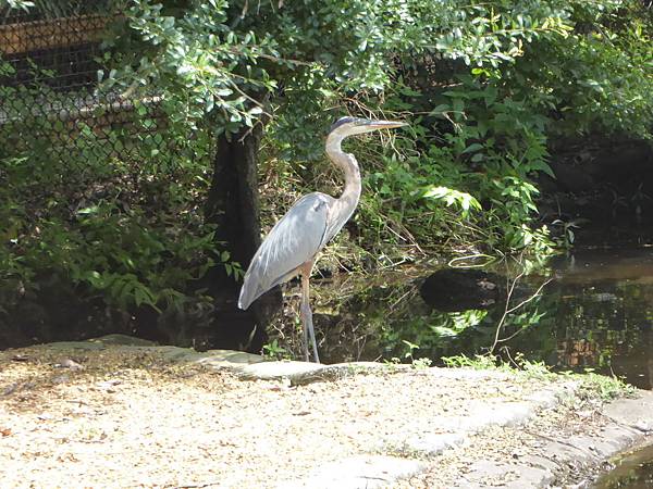 Homosassa Springs (92).JPG