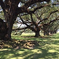 Oak Alley Plantation (69).JPG