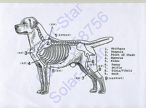 拉不拉多犬體態標準介紹 太陽星拉不拉多犬舍 拉不拉多幼犬出售買賣 痞客邦 拉不拉多犬體態標準介紹 太陽星拉不拉多犬舍 拉不拉多幼犬出售買賣 痞客邦
