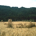 Field2.JPG