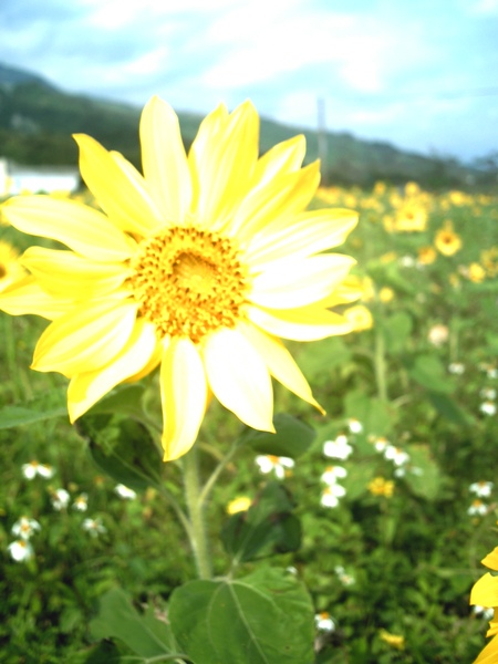 Sunflower1.JPG