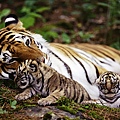 tiger-animals-baby-animals-nature-wallpaper-preview.jpg