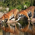 tiger-animals-water-bengal-tigers-wallpaper-preview.jpg