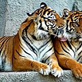 tiger-couple-predators-striped-wallpaper-preview.jpg