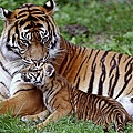 tiger-cub-down-family-wallpaper-preview.jpg