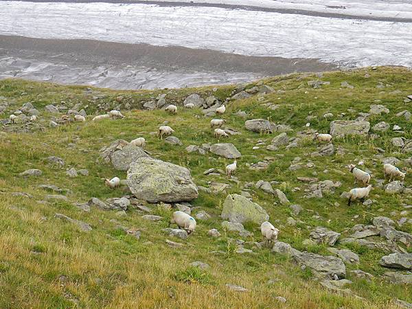 Grosser Aletschergletscher Trail