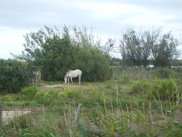 276 140917 Camargue.JPG