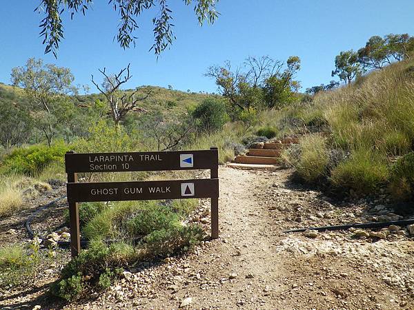 251 160910 West Macdonnell Ranges-Ormiston Gorge-Ghost Gum Walk.JPG